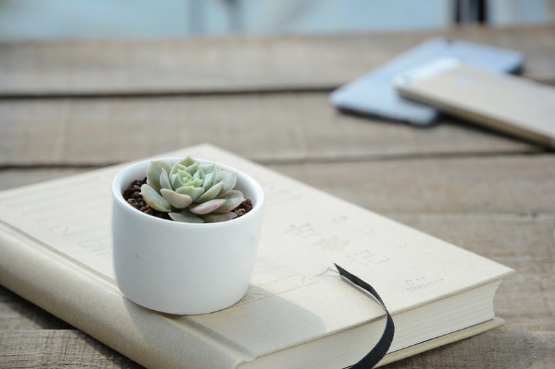 Succulents and Cacti