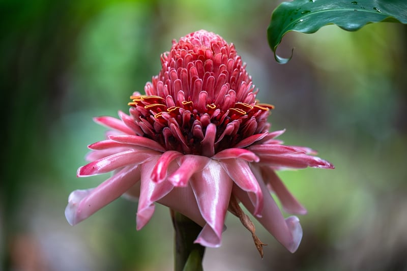 Cast Iron Plant