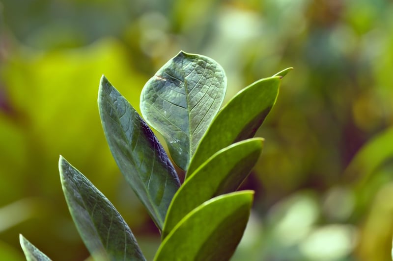 ZZ Plant
